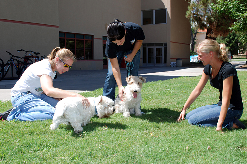 Service Dog Class